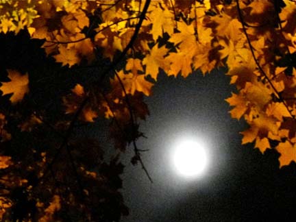 halloween moon.jpg